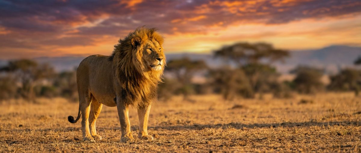 萝莉岛动物写真视频社区