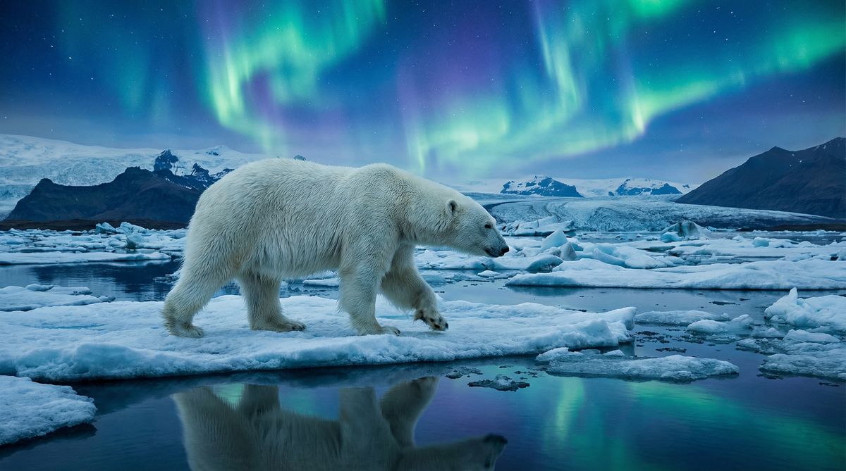 萝莉岛北极熊视频